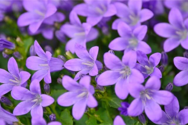 蕾の開運エネルギーとリンドウの花風水