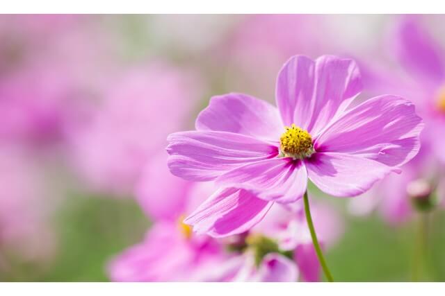 恋愛運アップ！ピンクの花で人間関係を成功に導こう