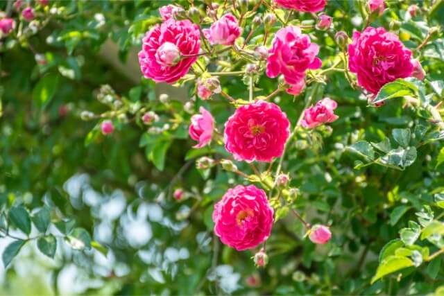 バラを使った花風水とバラを飾る場所や方位