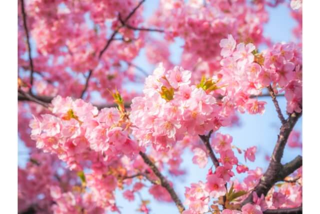 縁起の良い花と実をつける桃の花風水