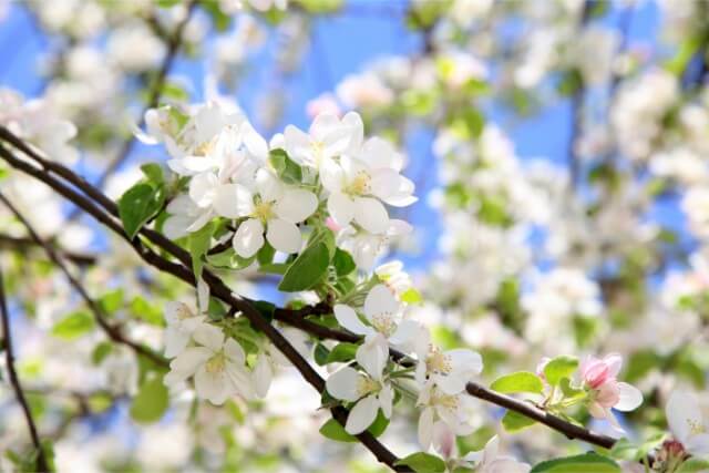 庭に植えればツキを呼ぶ花風水効果が高い花