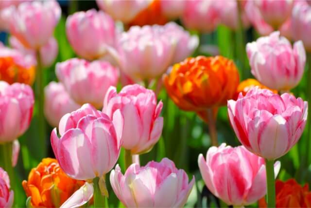 北と相性の良い色と部屋ごとの花風水