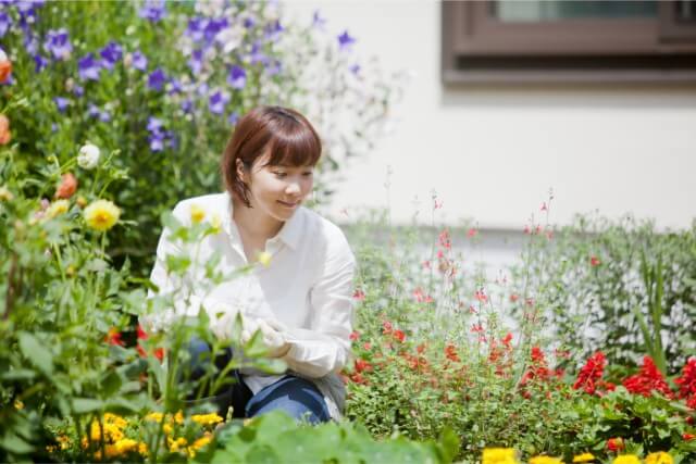 ブルーデージー チョコレートコスモスの原産地 育て方 寄せ植え フラワーアレンジメント資格 Com