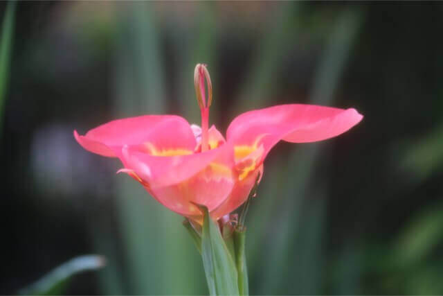 赤色の花風水で何事にも勝利 色別の花言葉とは フラワーアレンジメント資格 Com