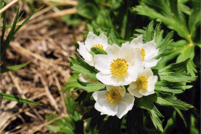 人が集まり人間関係を築くリビングの花風水・白バラの花言葉と歴史