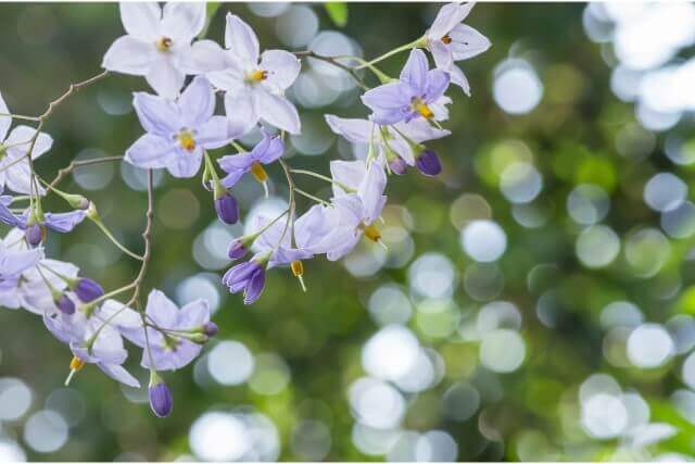 花風水の効果を引き出す方角と花の色