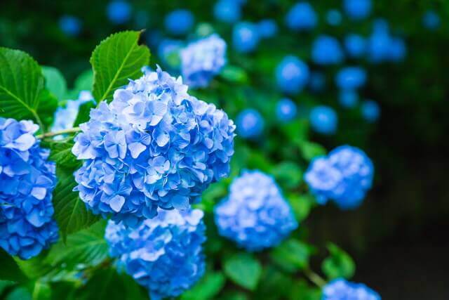 人気運や知性芸術に効く南の玄関の花風水