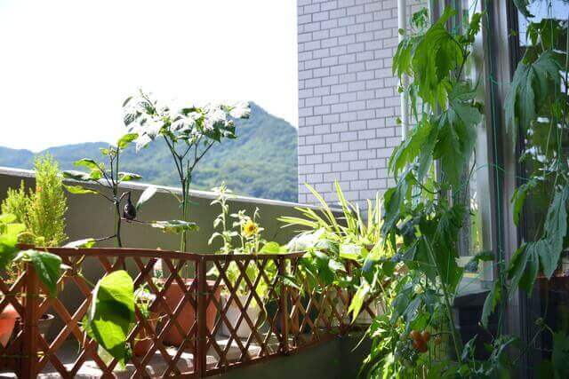 幸運の多肉植物である金のなる木の花風水