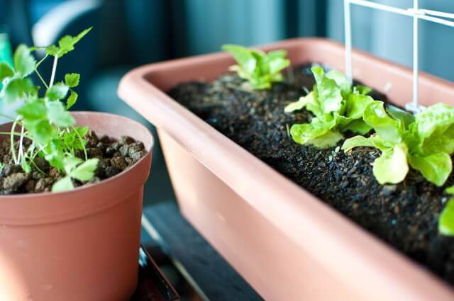 ペチュニア マリーゴールド 藤の花育て方 寄せ植えについて フラワーアレンジメント資格 Com