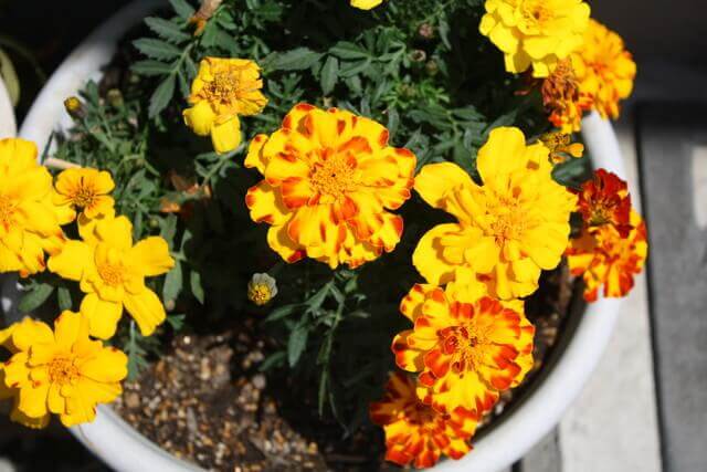 西と相性の良い色と部屋ごとの花風水 フラワーアレンジメント資格 Com